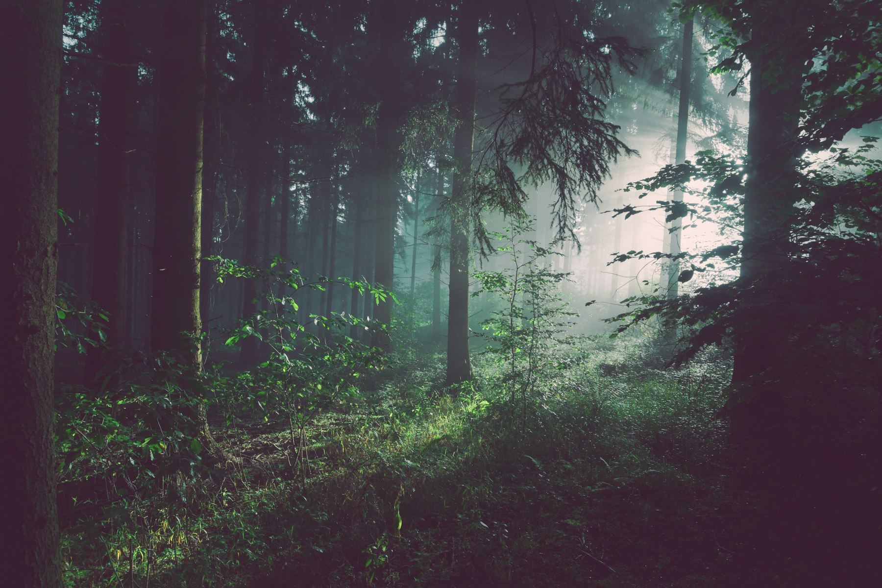 Lichtstrahlen durch nebeligen Wald